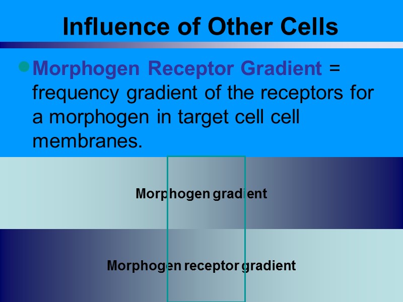 Influence of Other Cells Morphogen Receptor Gradient = frequency gradient of the receptors for Influence of Other Cells Morphogen Receptor Gradient = frequency gradient of the receptors for